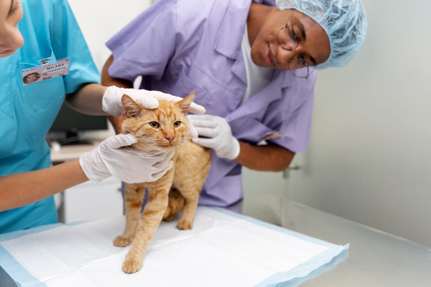 Veterinary team caring for a cat at Veterinary Medical Centers in Northern Kentucky