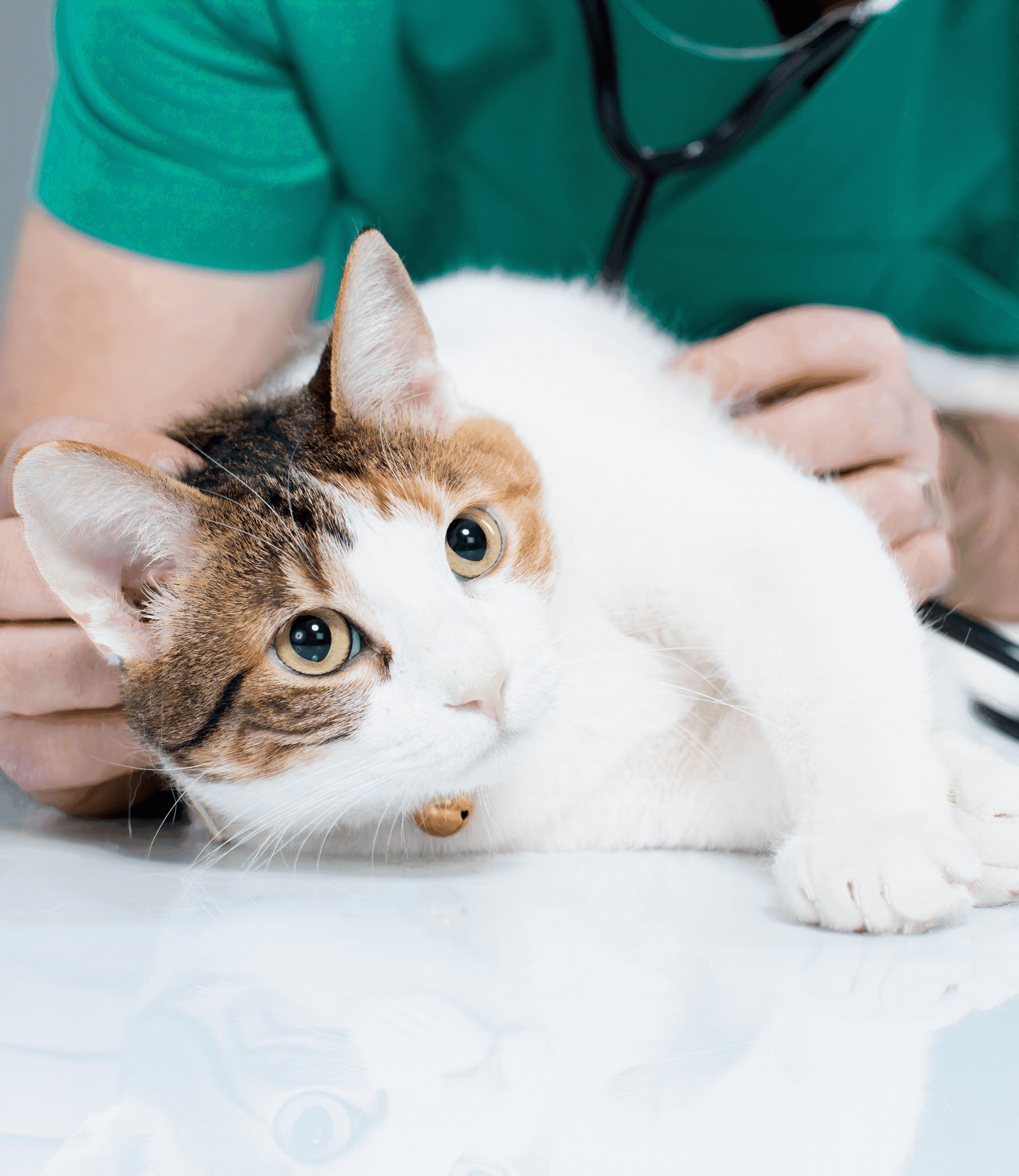 Cat receiving a gentle veterinary exam at Veterinary Medical Centers