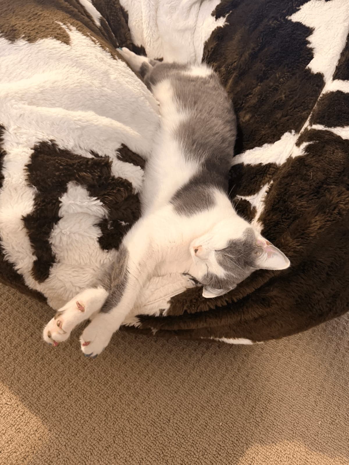 Edith, a Veterinary Medical Centers pet patient in Northern Kentucky