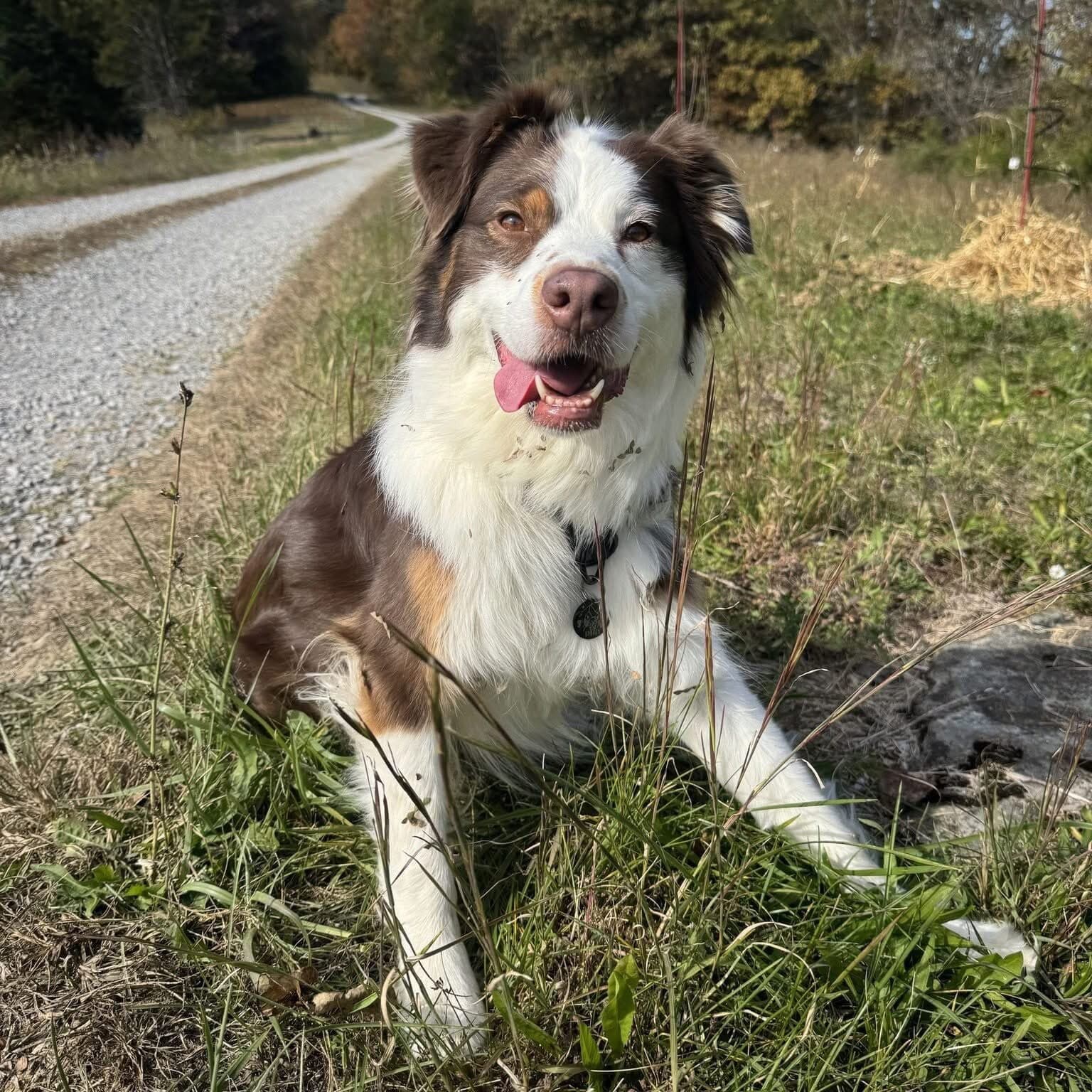 Marshall, a Veterinary Medical Centers pet patient near Independence